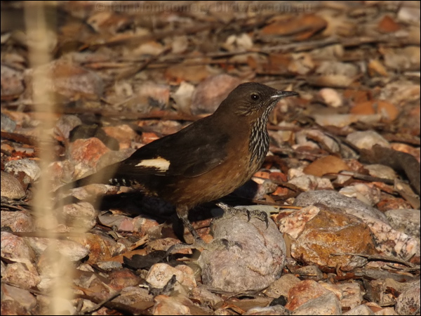Black-tailed Treecreeper blacktailtreecreeper81102.jpg