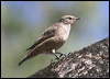 brown_treecreeper_06094