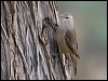 brown_treecreeper_152684