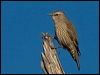 brown_treecreeper_157602