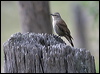 brown_treecreeper_59467