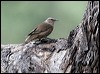 brown_treecreeper_59469