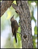 brown_treecreeper_62427