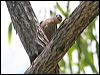 brown_treecreeper_62443