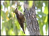 brown_treecreeper_62455