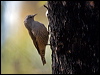 brown_treecreeper_87259