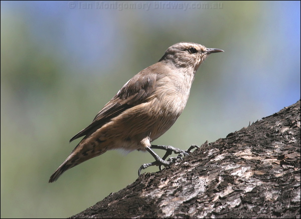 Brown Treecreeper brown_treecreeper_06094.psd