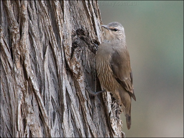 Brown Treecreeper brown_treecreeper_152684.psd
