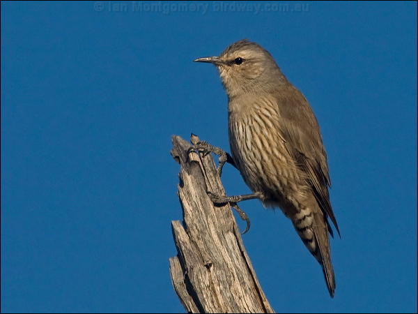 Brown Treecreeper brown_treecreeper_157602.psd