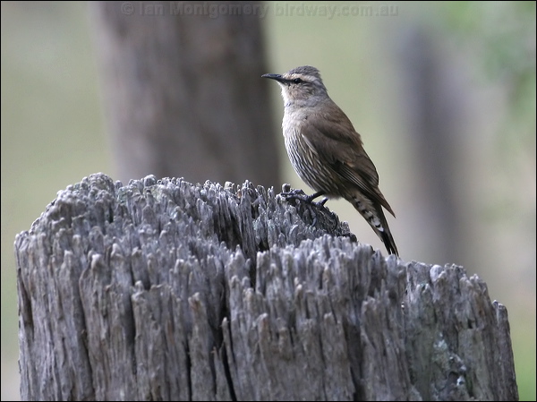 Brown Treecreeper brown_treecreeper_59467.psd