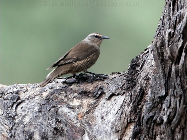 Brown Treecreeper brown_treecreeper_59469.psd