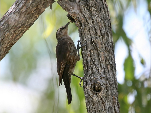 Brown Treecreeper brown_treecreeper_62426.jpg