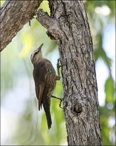 Brown Treecreeper brown_treecreeper_62427.jpg