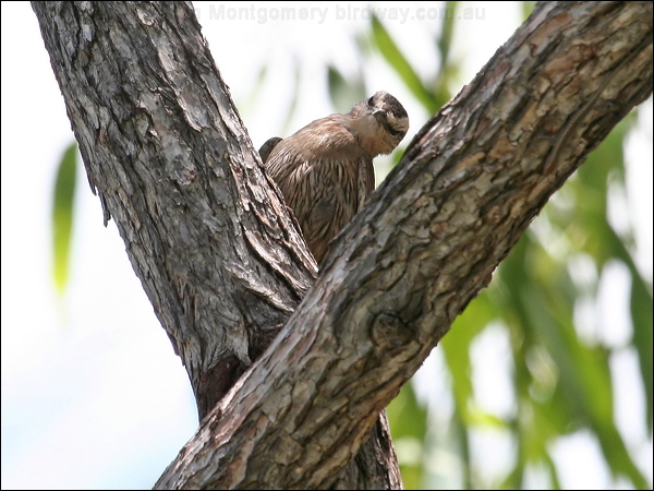 Brown Treecreeper brown_treecreeper_62443.jpg