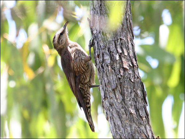 Brown Treecreeper brown_treecreeper_62455.jpg