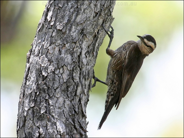 Brown Treecreeper brown_treecreeper_62457.jpg