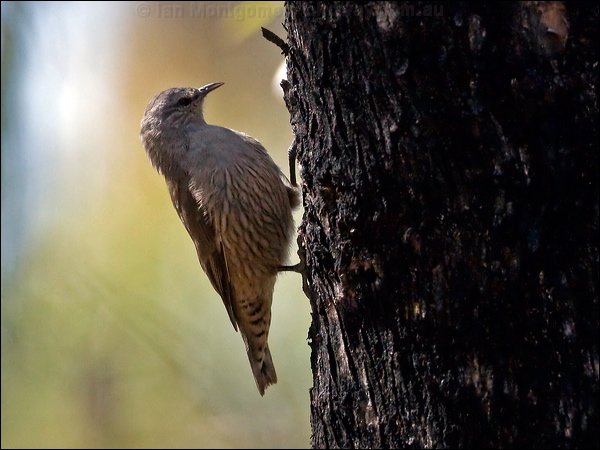 Brown Treecreeper brown_treecreeper_87259.psd