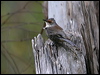 redbrowedtreecreeper_59522