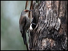 Click here to enter gallery and see photos/pictures/images of Red-browed Treecreeper