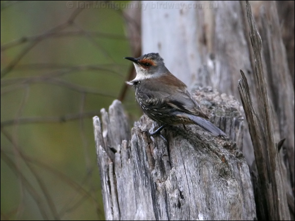 Red-browed Treecreeper redbrowedtreecreeper_59522.psd