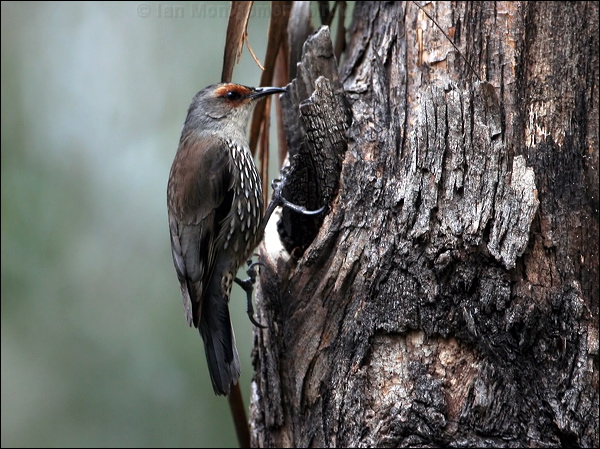 Red-browed Treecreeper redbrowedtreecreeper_59591.psd