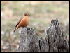 rufous_treecreeper_38061