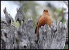 rufous_treecreeper_38070
