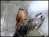 Click here to enter gallery and see photos/pictures/images of Rufous Treecreeper