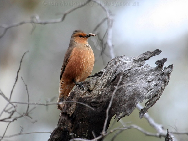 Rufous Treecreeper rufous_treecreeper_38076.psd