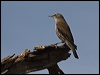 whitebrowtreecreeper_89429