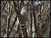 whitebrowtreecreeper_89453