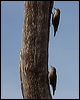 whitebrowtreecreeper_89455