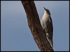 whitebrowtreecreeper_89458