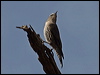 whitebrowtreecreeper_89461