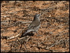whitebrowtreecreeper_89472