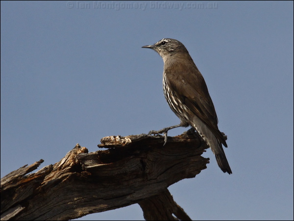 White-browed Treecreeper whitebrowtreecreeper_89429.psd