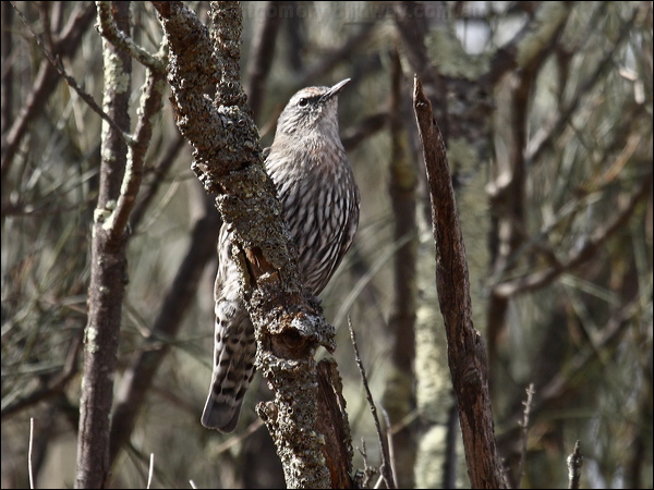 White-browed Treecreeper whitebrowtreecreeper_89453.psd