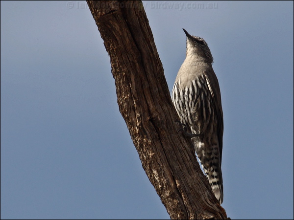 White-browed Treecreeper whitebrowtreecreeper_89458.psd