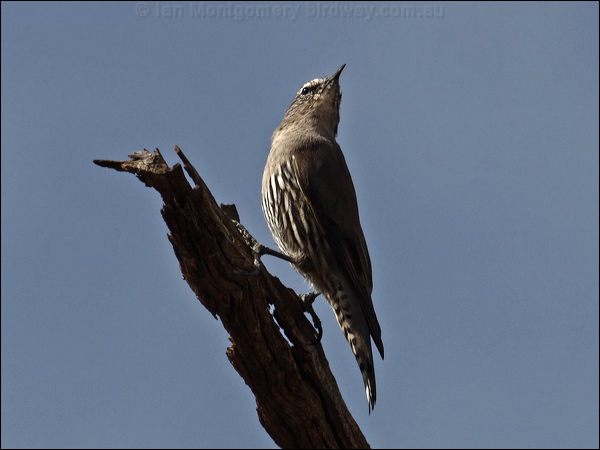 White-browed Treecreeper whitebrowtreecreeper_89461.psd