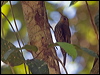 wh_thr_treecreeper_180440