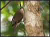 wh_thr_treecreeper_180452