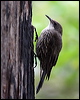 whthroat_treecreeper_47404