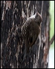 whthroat_treecreeper_47421