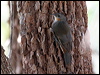 whthroat_treecreeper_57630