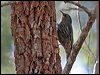 whthroat_treecreeper_57671