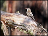whthroat_treecreeper_59958