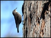 whthroat_treecreeper_59966