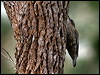 whthroat_treecreeper_89751