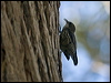whthroattreecreeper_106595