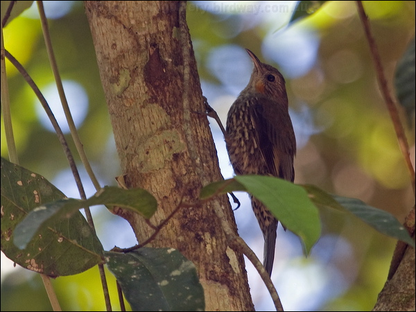 White-throated Treecreeper wh_thr_treecreeper_180440.psd